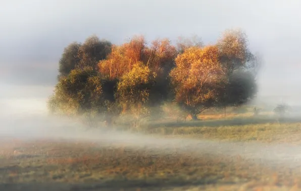 Field, autumn, light, trees, fog, blur, morning, haze