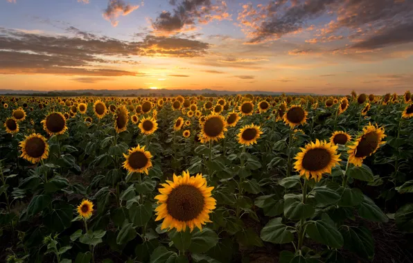 Picture field, the sky, the sun, clouds, sunflowers, sunset, the evening