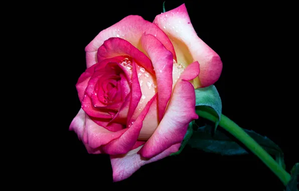 Picture drops, background, roses, pink, blossom, roses