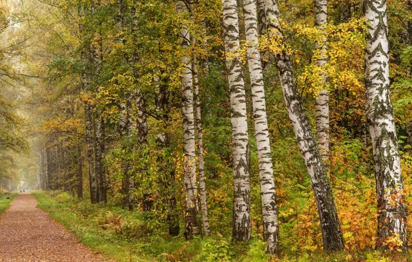 Autumn, leaves, Park, track, Saint Petersburg, birch, Russia, alley