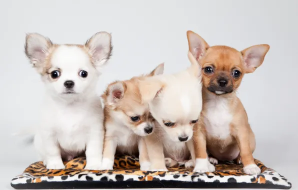 Puppies, kids, Chihuahua, Quartet