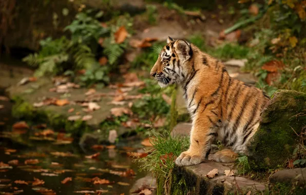 Picture autumn, look, leaves, nature, tiger, pond, stones, shore