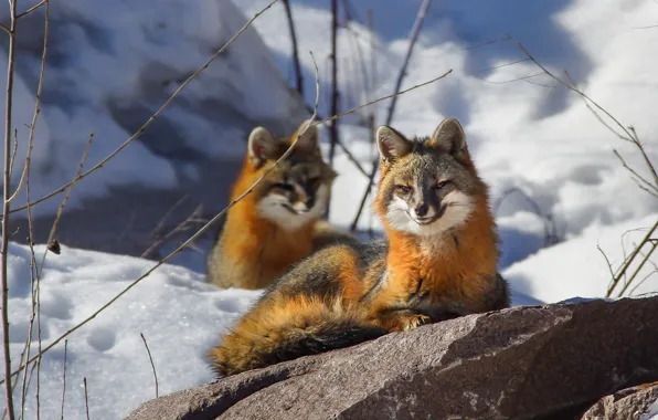 Picture winter, snow, smile, stone, Fox, smiling Fox