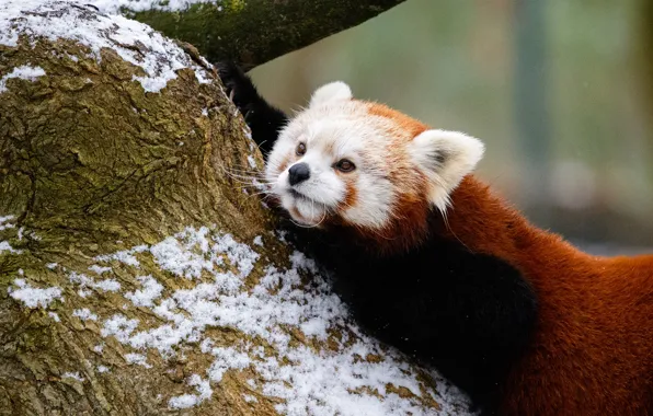 Winter, look, snow, nature, pose, background, tree, paws