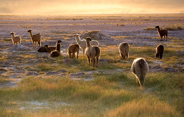 The sky, grass, sunset, desert, Lama, Chile, Atacama