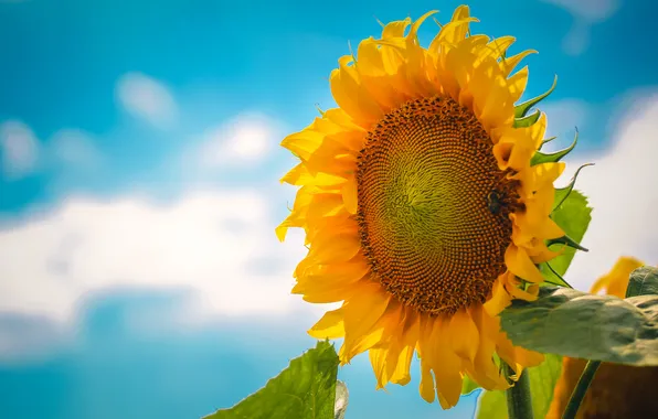 The sky, macro, nature, sunflower, petals