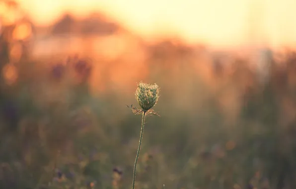 Sunset, plant, stem, bokeh