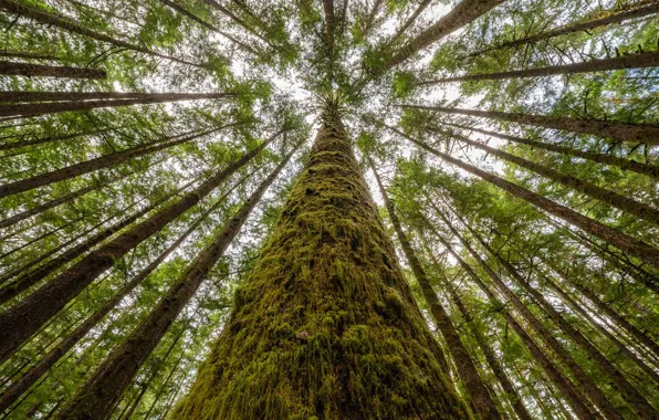 Picture British Columbia, trees, Canada, moss