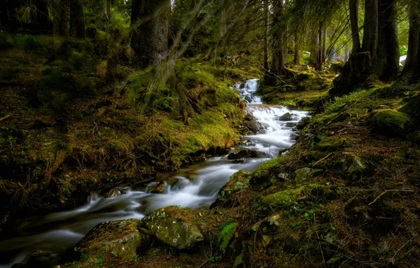 Forest, stream, Switzerland, Switzerland, Bernese Oberland, Bernese Oberland, Buelbach Creek, Büelbach