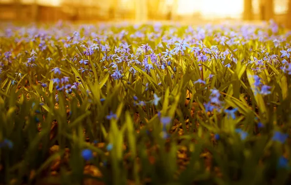 Picture nature, flowers, sunlight, wide angle, dof