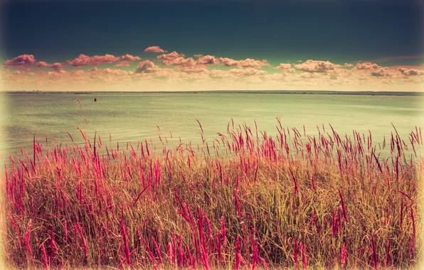 Picture The sun, Water, Sand, Nature, Beach, Grass, Stones, The wind