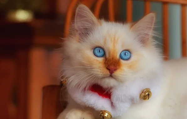 Cat, white, look, kitty, background, new year, fluffy, kitty