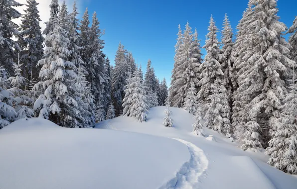 Winter, forest, snow, trees, spruce, trail