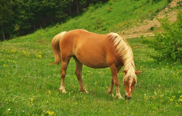 Field, grass, horse, horse, grazing