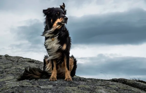 The wind, stone, Majestic Dog