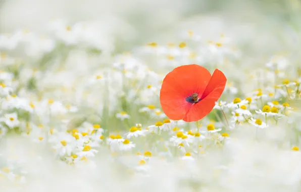 Picture summer, flowers, red, glade, one, Mac, Maki, chamomile