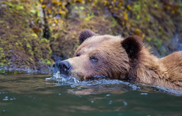 Picture look, face, water, nature, river, shore, bear, bathing