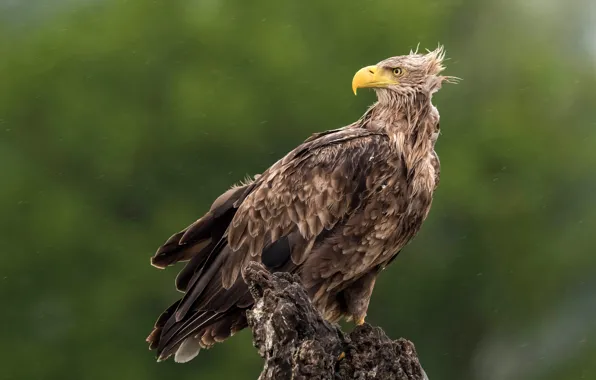 Look, rain, bird, eagle, stump, eagle, green background, predatory