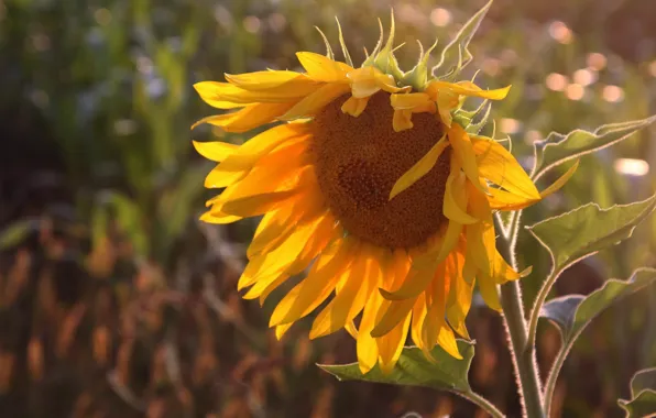 Summer, nature, sunflower
