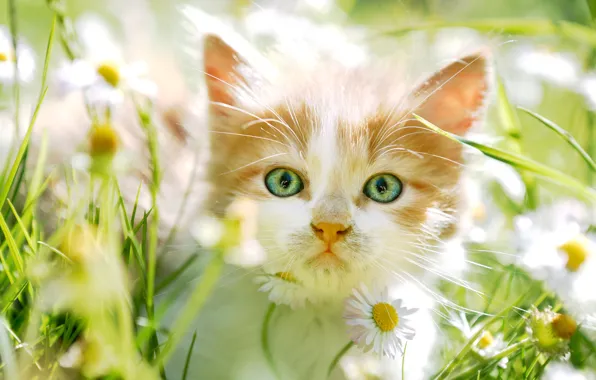 Greens, cat, summer, grass, look, light, flowers, close-up
