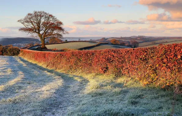 Frost, nature, tree, lawn, the fence, field, fence, late autumn