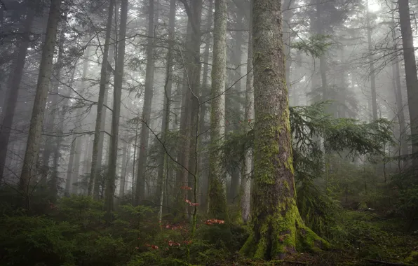 Forest, trees, branches, nature, fog, moss, morning, ate