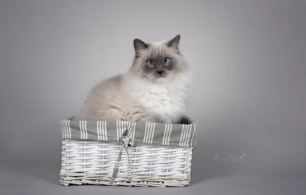 Picture cat, look, background, basket, portrait, photoshoot, Ragdoll