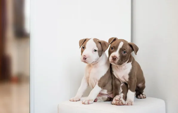 Dogs, look, pose, wall, dog, puppies, puppy, light background