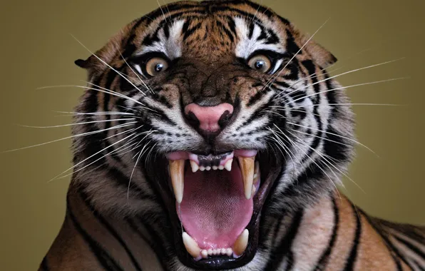 Picture Look, Tiger, Mustache, Eyes, Evil, Fangs, Face, Predator