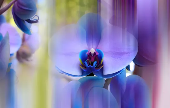 Flower, line, flowers, strip, treatment, blur, orchids, lilac