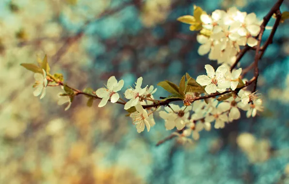 Leaves, color, flowers, Wallpaper, plant, branch, spring, branch