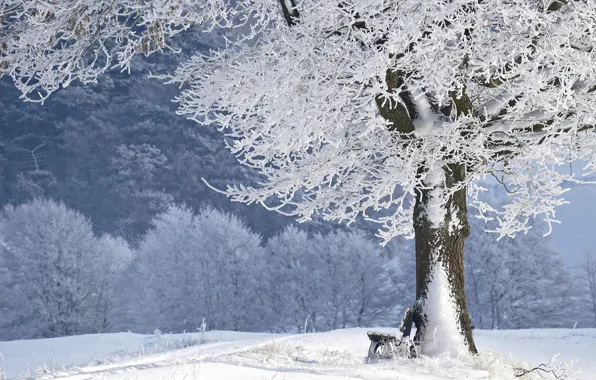 Picture winter, frost, forest, snow, trees, bench, Park, shop