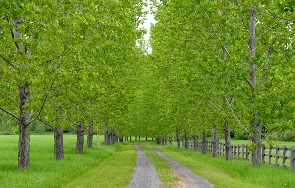 Road, summer, trees