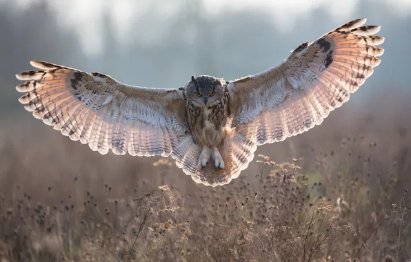 Nature, owl, bird