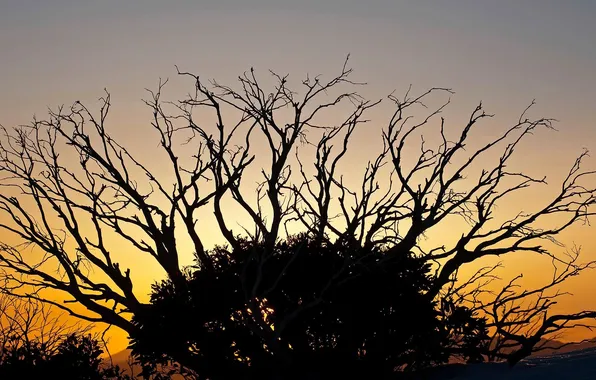 Sunset, branches, tree, Victoria, silhouette, Australia, glow, Alpine National Park