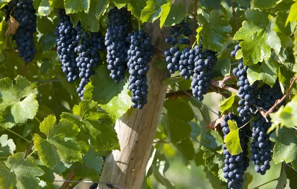 Leaves, grapes, bunch