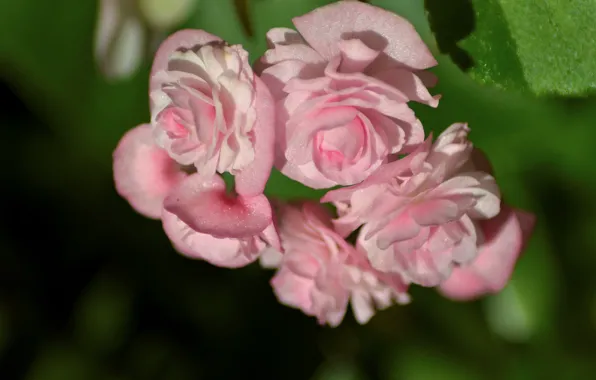Macro, pink, Begonia
