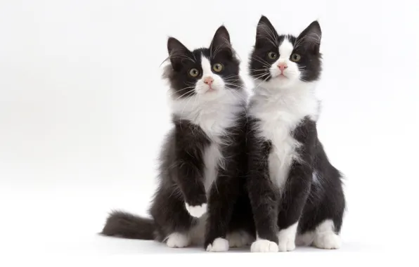 Black and white, cats, Duo