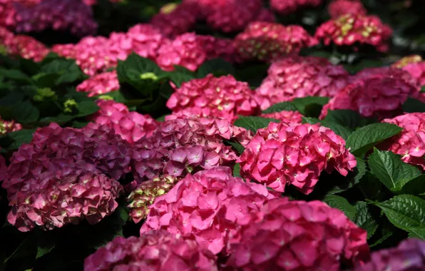Macro, hydrangea, flowers. Bush