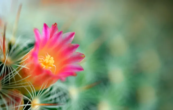 Flower, needles, green, background, cactus