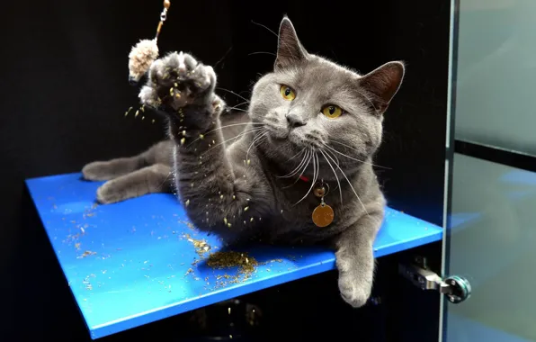 Cat, cat, pose, grey, toy, the game, paw, shelf