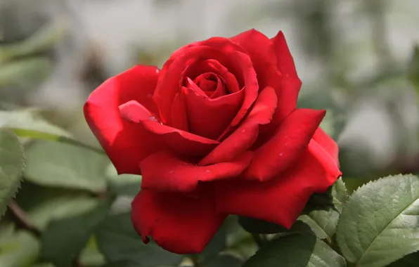 Macro, rose, petals, Bud, red rose