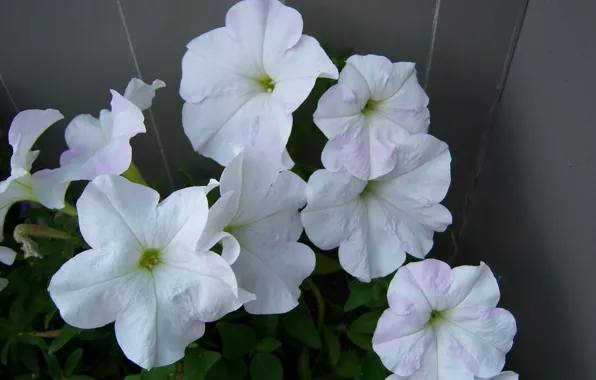 Flowers, Petunia, Mamala ©, white Petunia