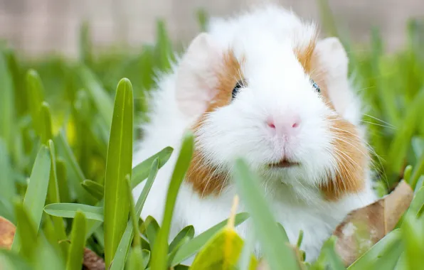 Picture grass, Guinea pig, rodent