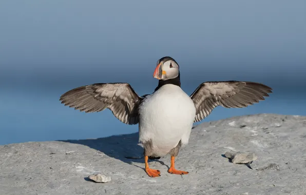 Picture the sky, background, bird, wings, stalled, the scope