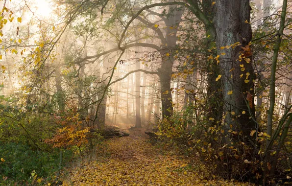 Autumn, forest, trees, branches, fog, foliage, haze, path