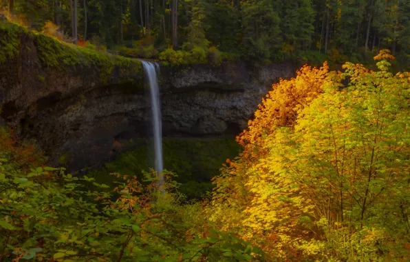 Autumn, forest, trees, rocks, branch, foliage, yellow leaves, waterfall