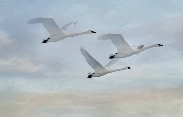 The sky, flight, birds, nature, treatment, trio, swans