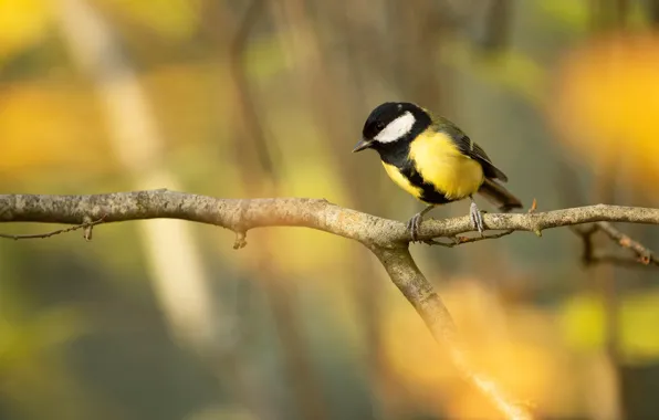 Autumn, branches, bird, tit
