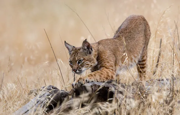 Grass, pose, stump, paws, lynx